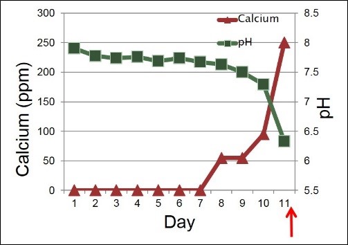 Foal Development Chart